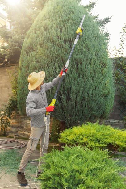 Tree Removal for Businesses in Lemoore Station, CA